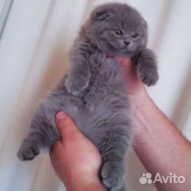 Шотландские вислоухие котята