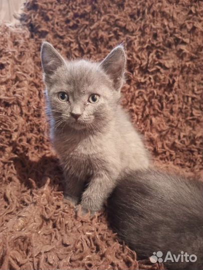 Кошка в дар бесплатно