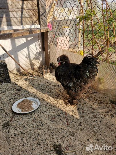 Продаются петухи