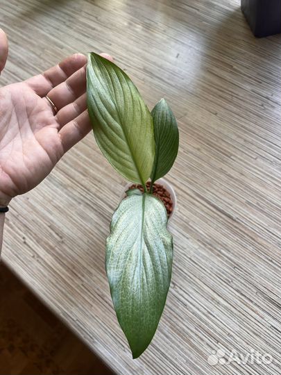 Домашние растения, ароидные