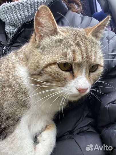 Кошки в добрые руки