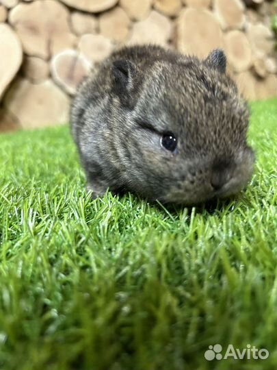 Мини кролики