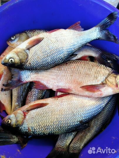 Свежая рыба