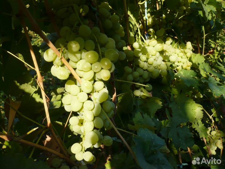 Посадочный мaтеpиал