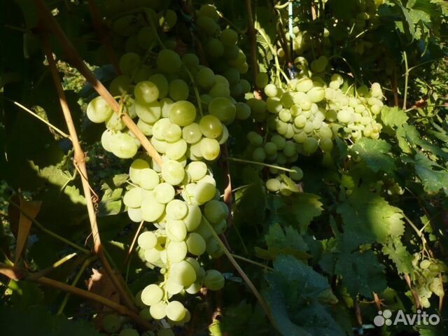 Посадочный мaтеpиал