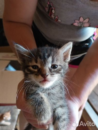 Котята отдам в добрые руки бесплатно