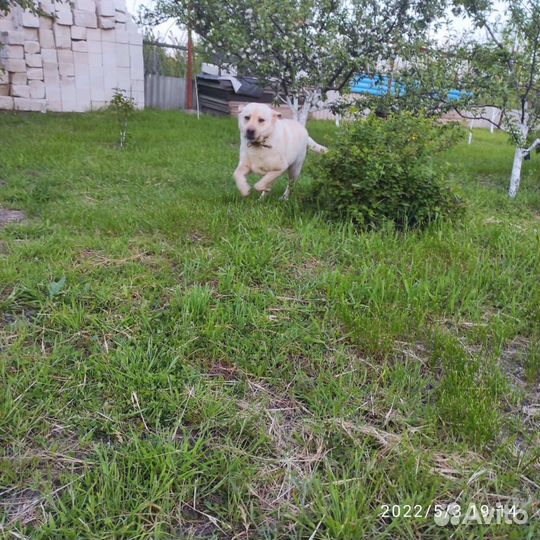 Кобель лабрадора вязка