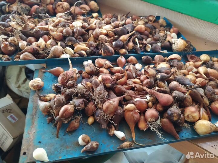 Луковицы тюльпанов