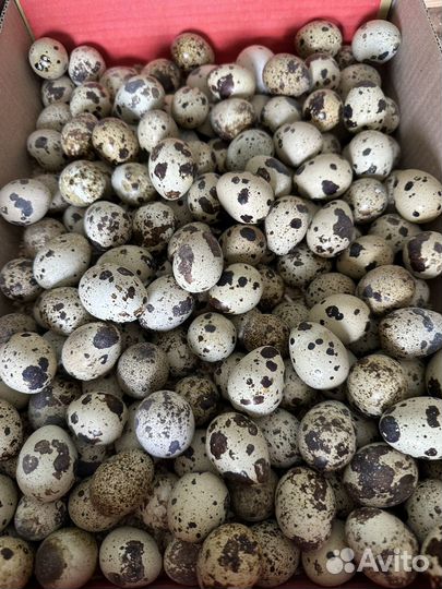 Яйца перепелиные пищевые опт