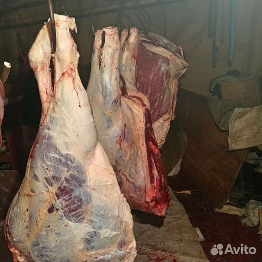 Мясо говядина телятина