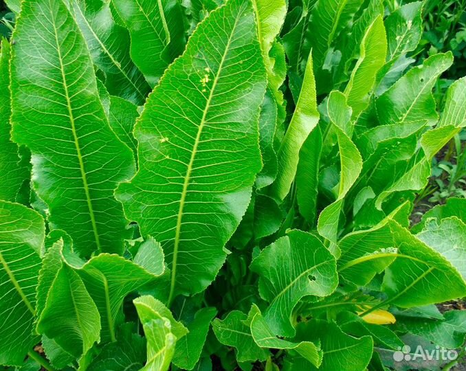 Рассада хрена