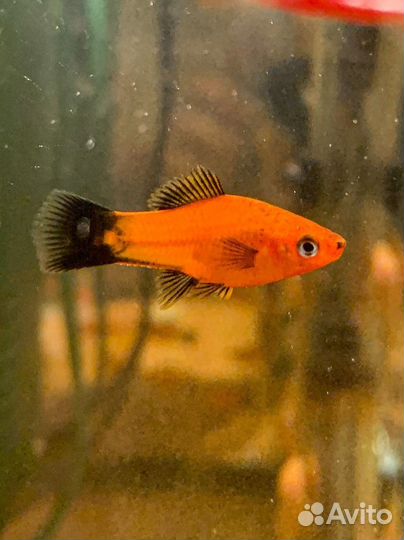 Аквариумные рыбки
