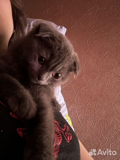 Британская вислоухая кошка