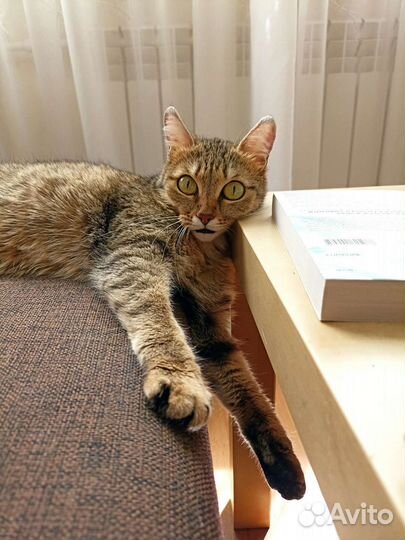 Кошка Мяу ищет семью (бесплатно, в хорошие руки)