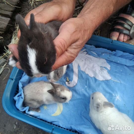 Декоративные кролики