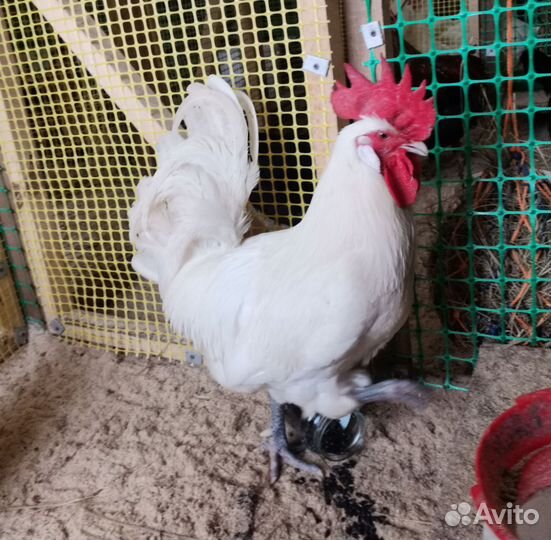 Инкубационное яйцо породистых куриц