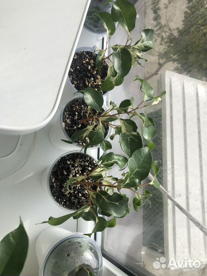 Сортовые фикусы