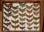 Коллекция бабочек (бражники)