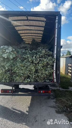 Веники для бани