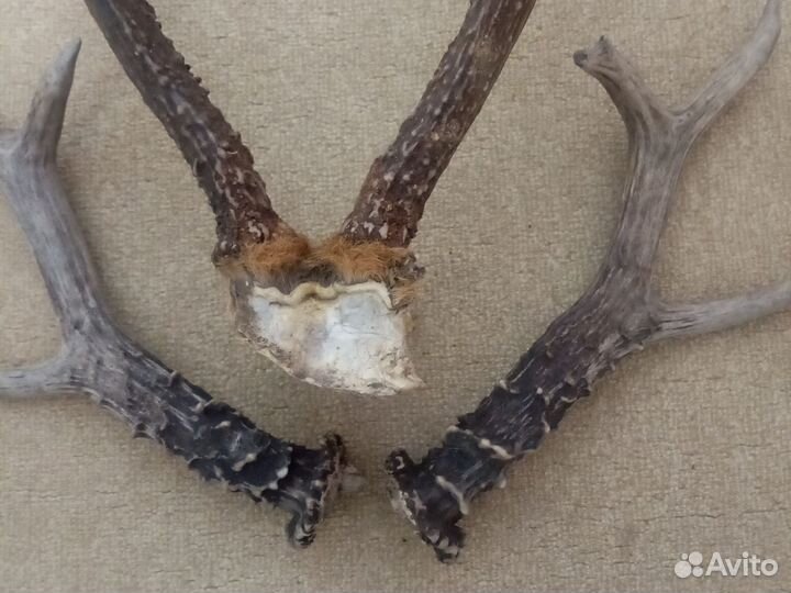 Рога касули сибирской