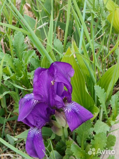 Ирисы карликовые