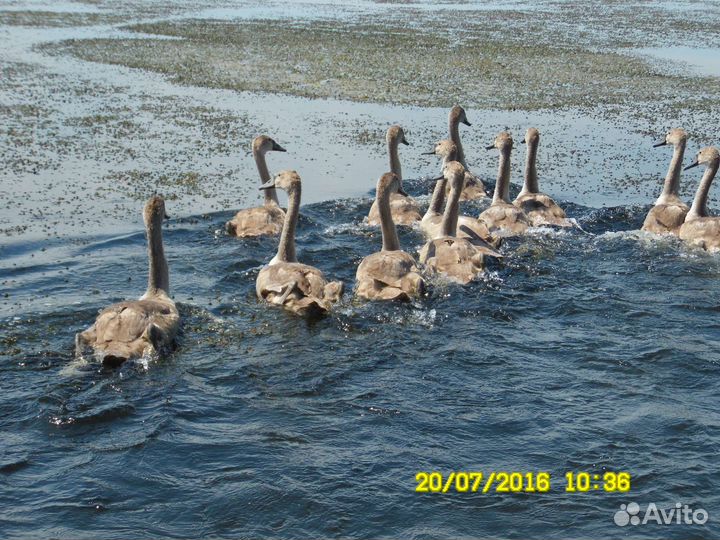 Охота на кабана,косулю,утку,гуся