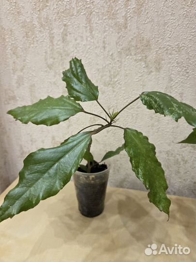 Гибискус Вариегата (Пестролистный)