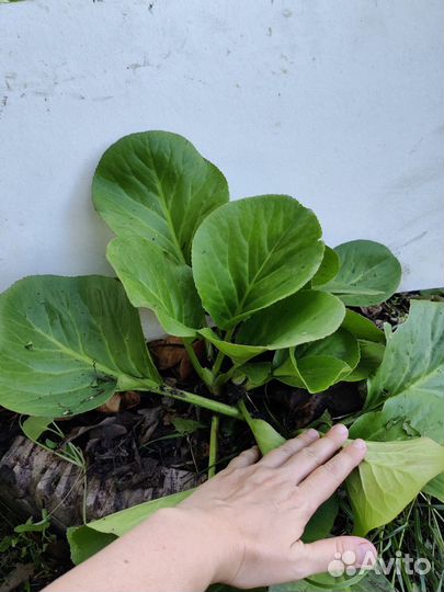 Бадан (многолетние цветы для сада)