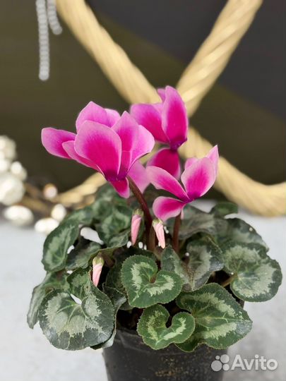 Цикламен