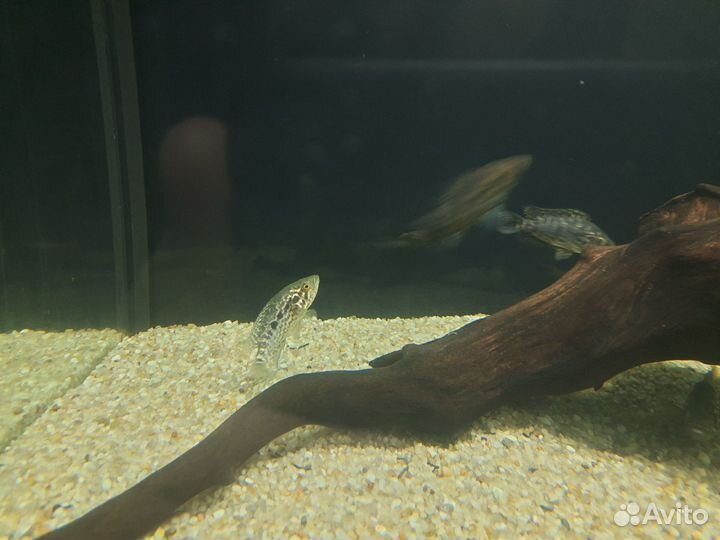 Манагуанские цихлазомы, окуни сиамские