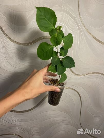 Бугенвиллия California gold