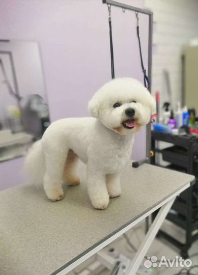 Груминг собак и кошек