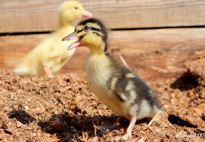 Утята башкирские