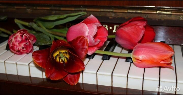 Луковицы тюльпанов (ассорти)