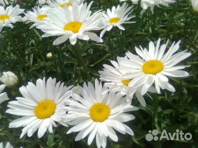 Ромашка белая 3вида и многол.цветы.Дост.бесп