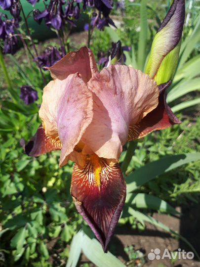 Ирисы сортовые и простые
