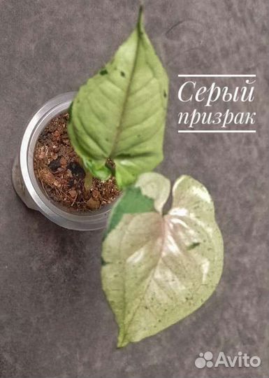 Сингониумы с подарком