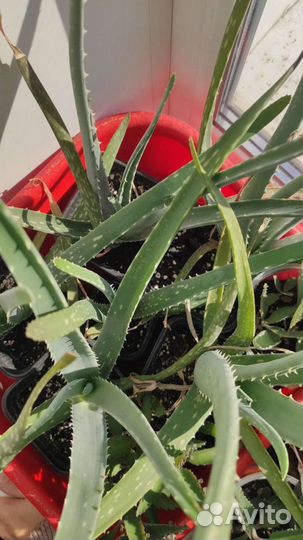 Алоэ Вера / каланхоэ / доктор лечебное растение