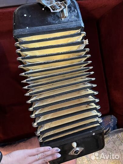 Баян Беларусь