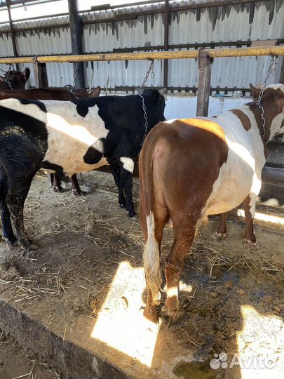 Быки бички телка