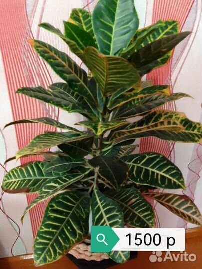 Комнатные цветы