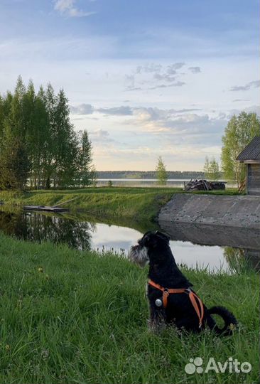 Цвергшнауцер вязка