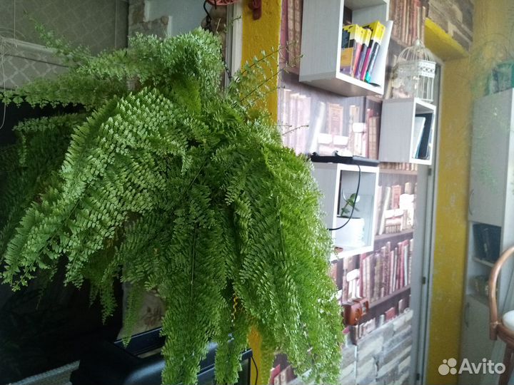 Продажа папоротника