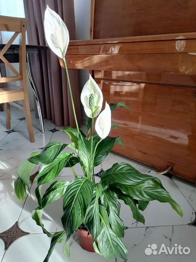 Спатифиллум