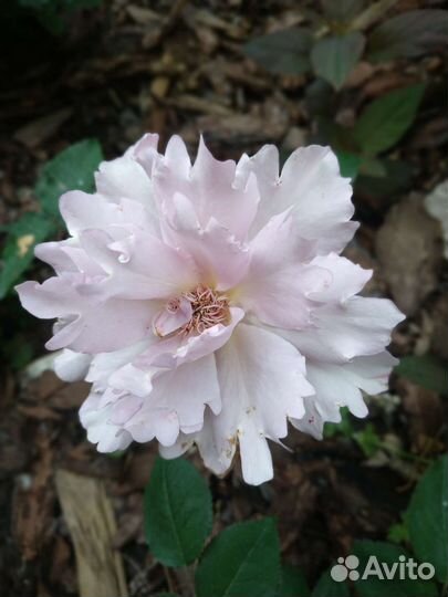 Японские розы саженцы