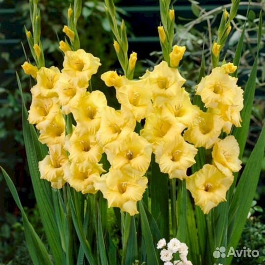 Гладиолусы Алабама