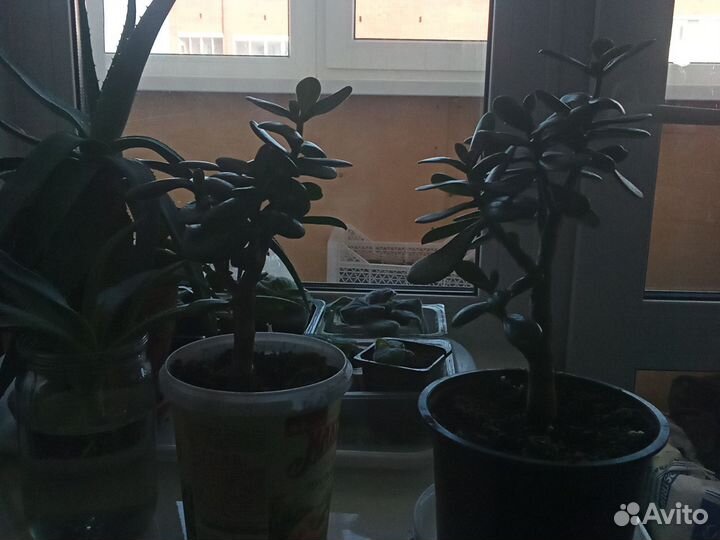 Толстянка