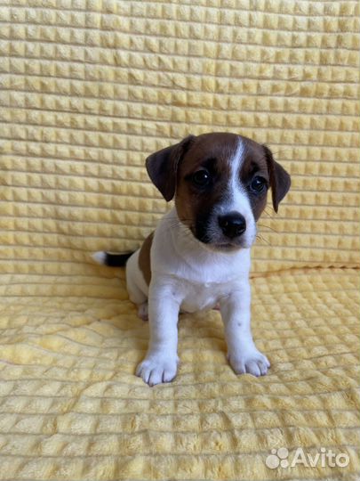 Щенки джек рассел терьер