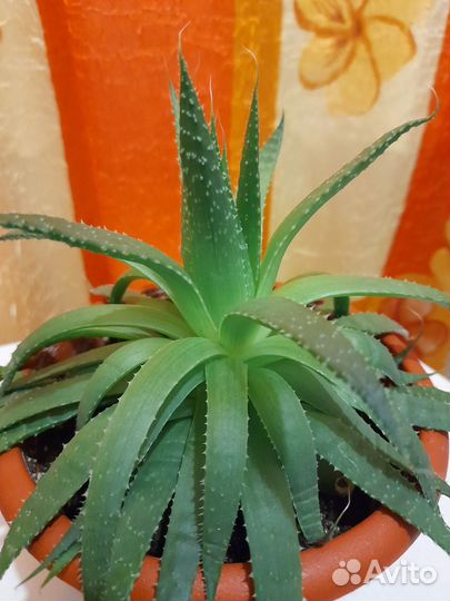 Алоэ остистое,продается с горшком