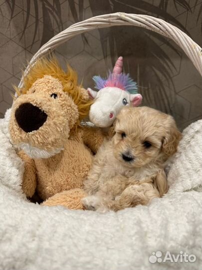 Продам мальтипу